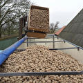 Pootaardappelen worden in een container gestort