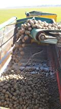 Transport van uien en aardappelen door Transportbedrijf Wit (foto 2)