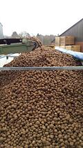 Transport van uien en aardappelen door Transportbedrijf Wit (foto 6)